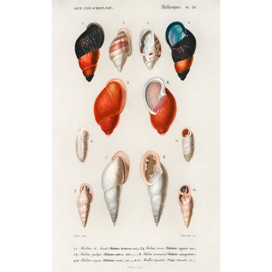 Different Types of Mollusks Illustration - Giclee Art Print Poster