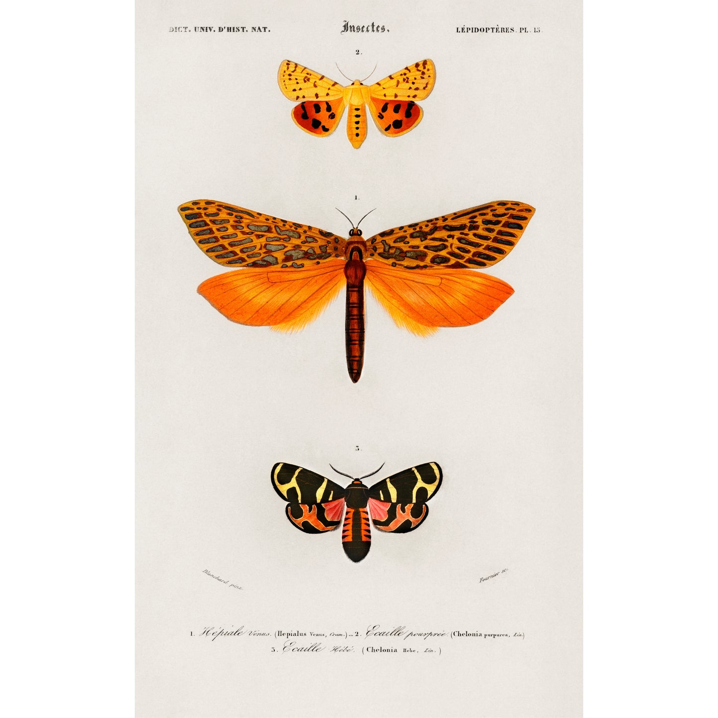 Different types of moths Illustration - Giclee Art Print Poster