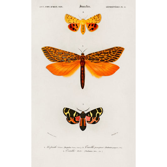 Different types of moths Illustration - Giclee Art Print Poster