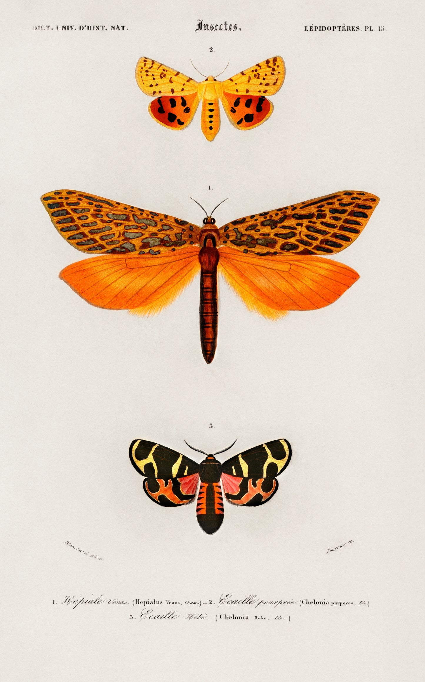 Different types of moths Illustration - Giclee Art Print Poster