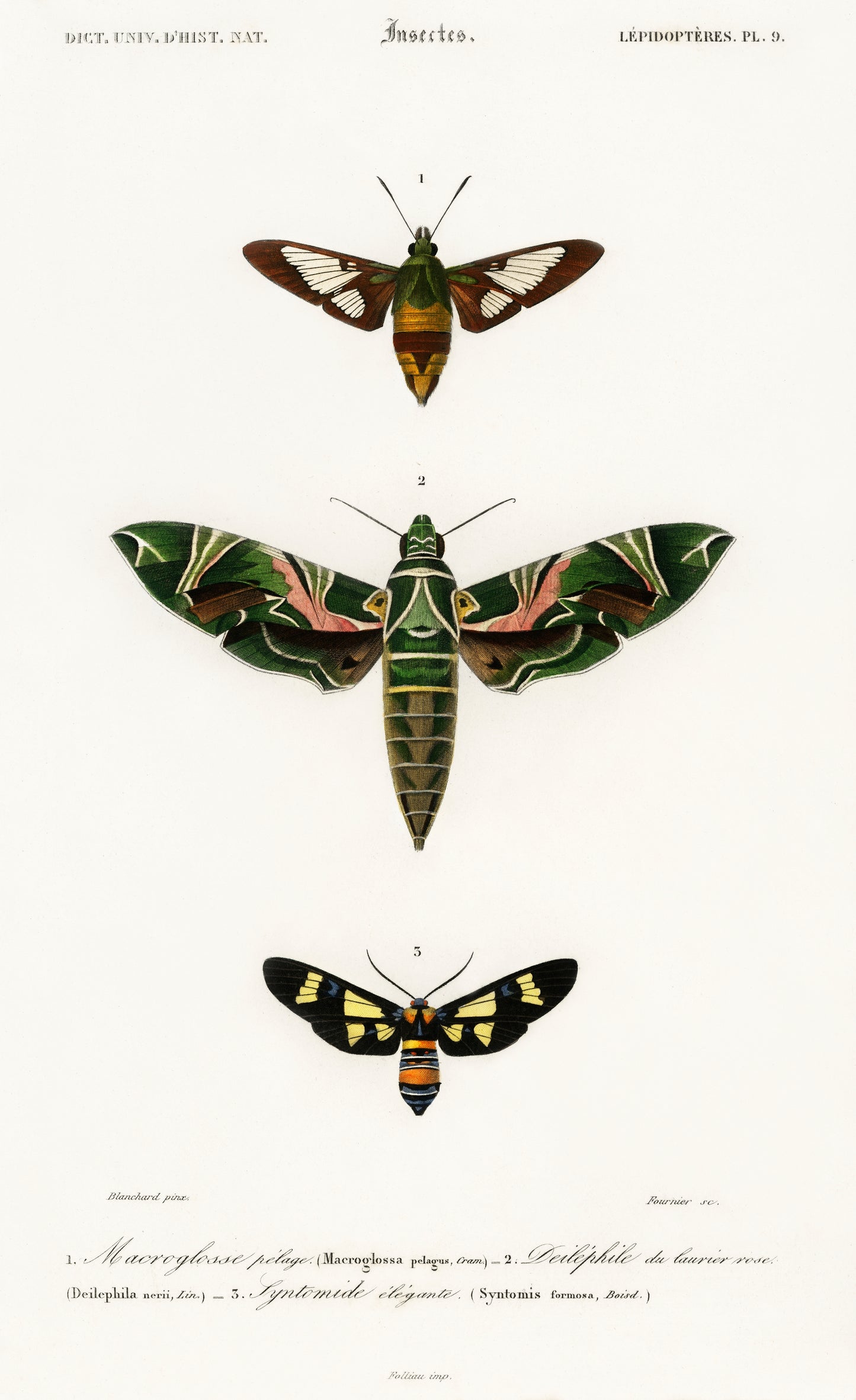 Different Types of Moths Illustration - Giclee Art Print Poster