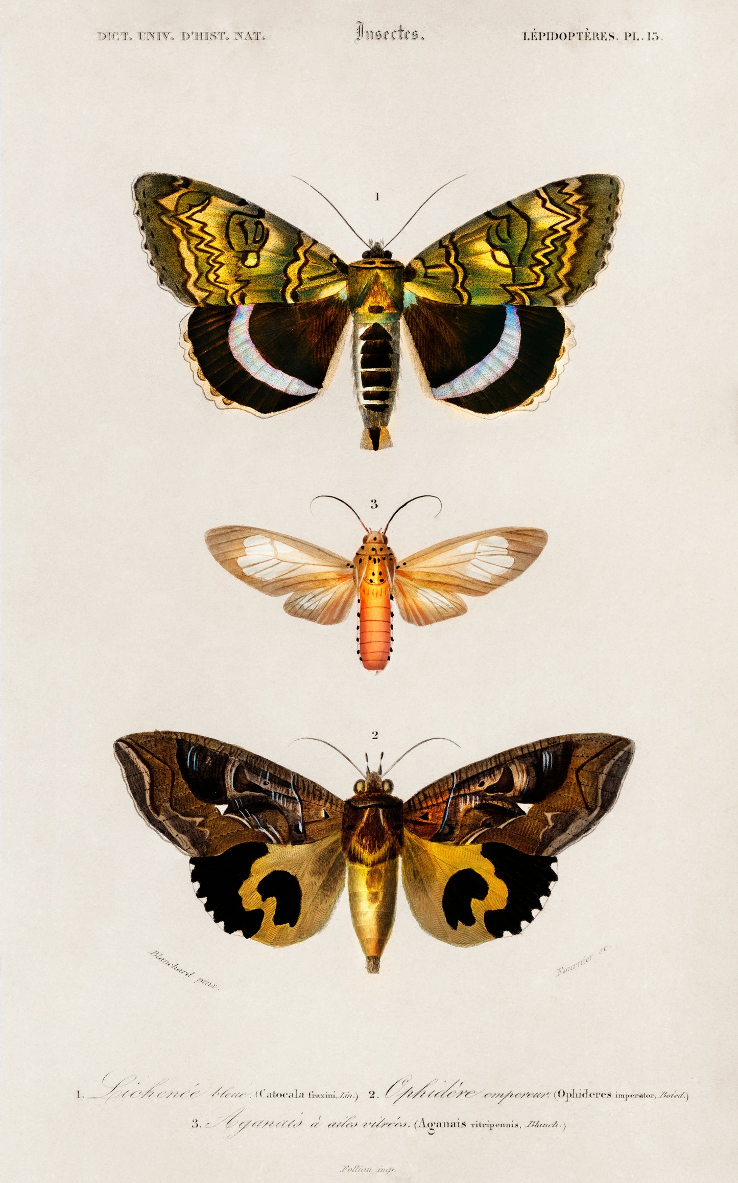 Different Types of Moths Illustration - Giclee Art Print Poster