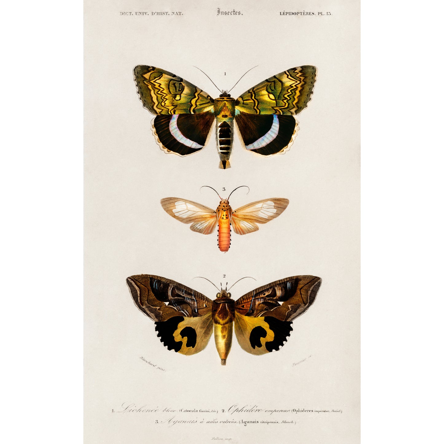 Different Types of Moths Illustration - Giclee Art Print Poster