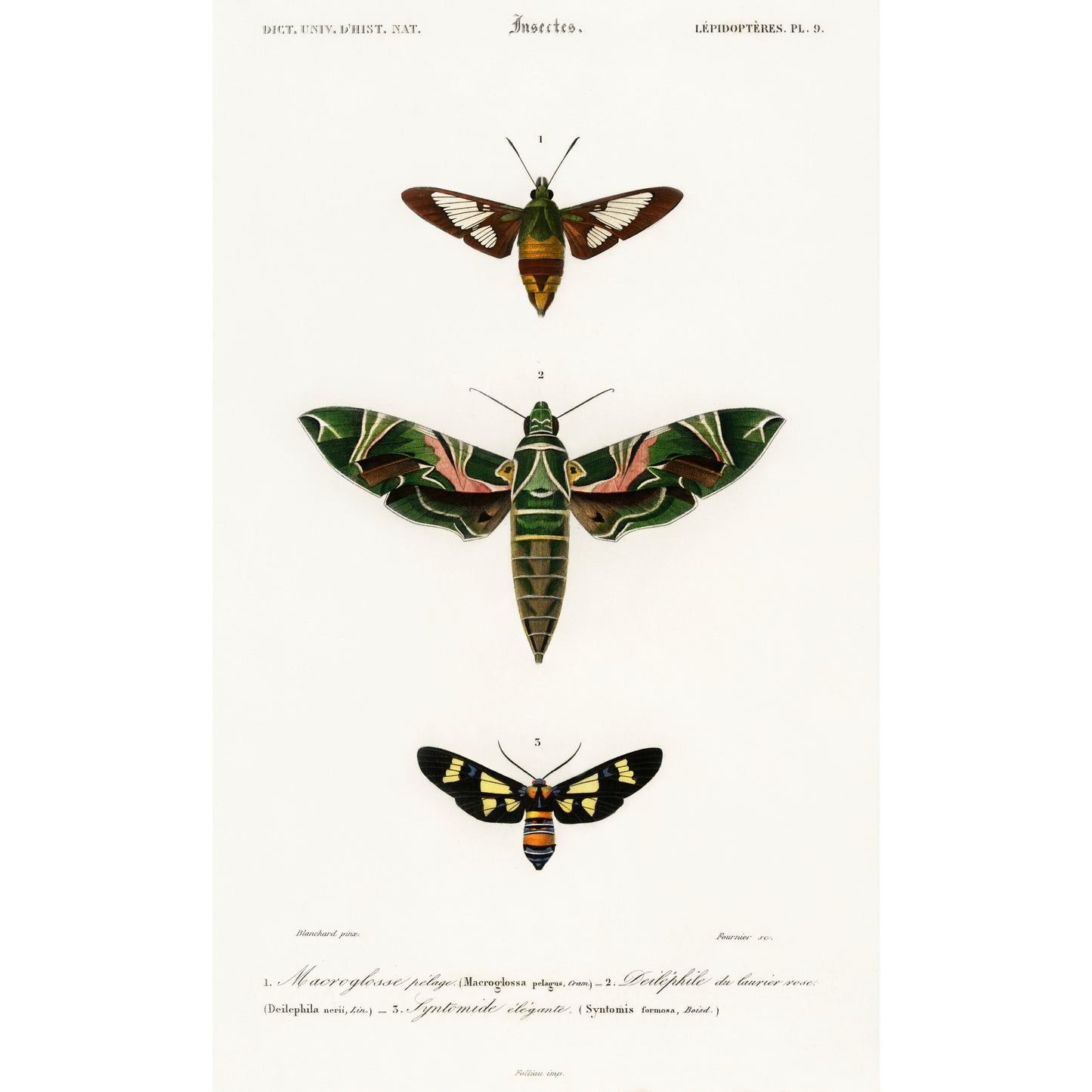 Different Types of Moths Illustration - Giclee Art Print Poster