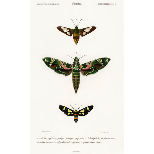 Different Types of Moths Illustration - Giclee Art Print Poster