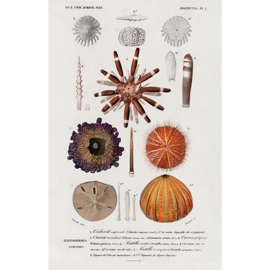 Different Types of Sea Urcnhins Illustration - Giclee Art Print Poster