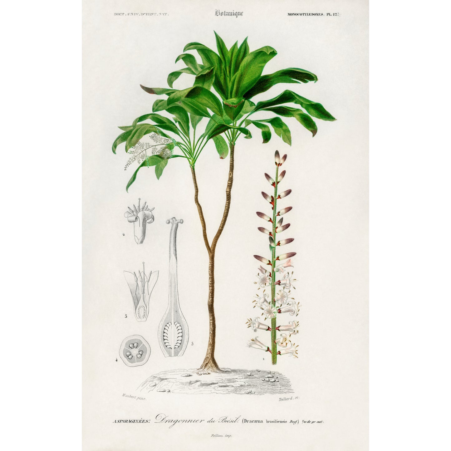 Dracaena Brasiliensis Illustration - Giclee Art Print Poster