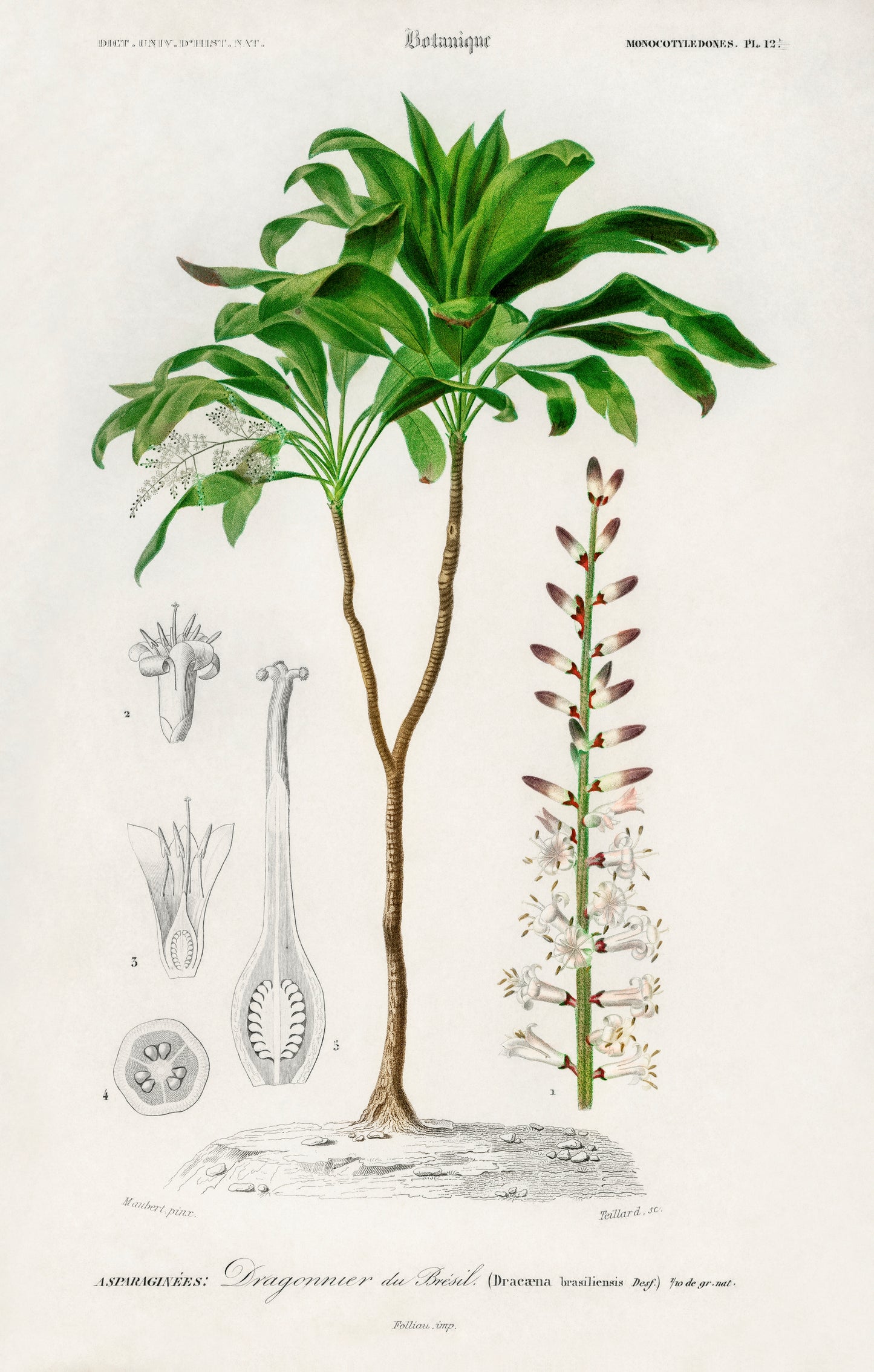 Dracaena Brasiliensis Illustration - Giclee Art Print Poster