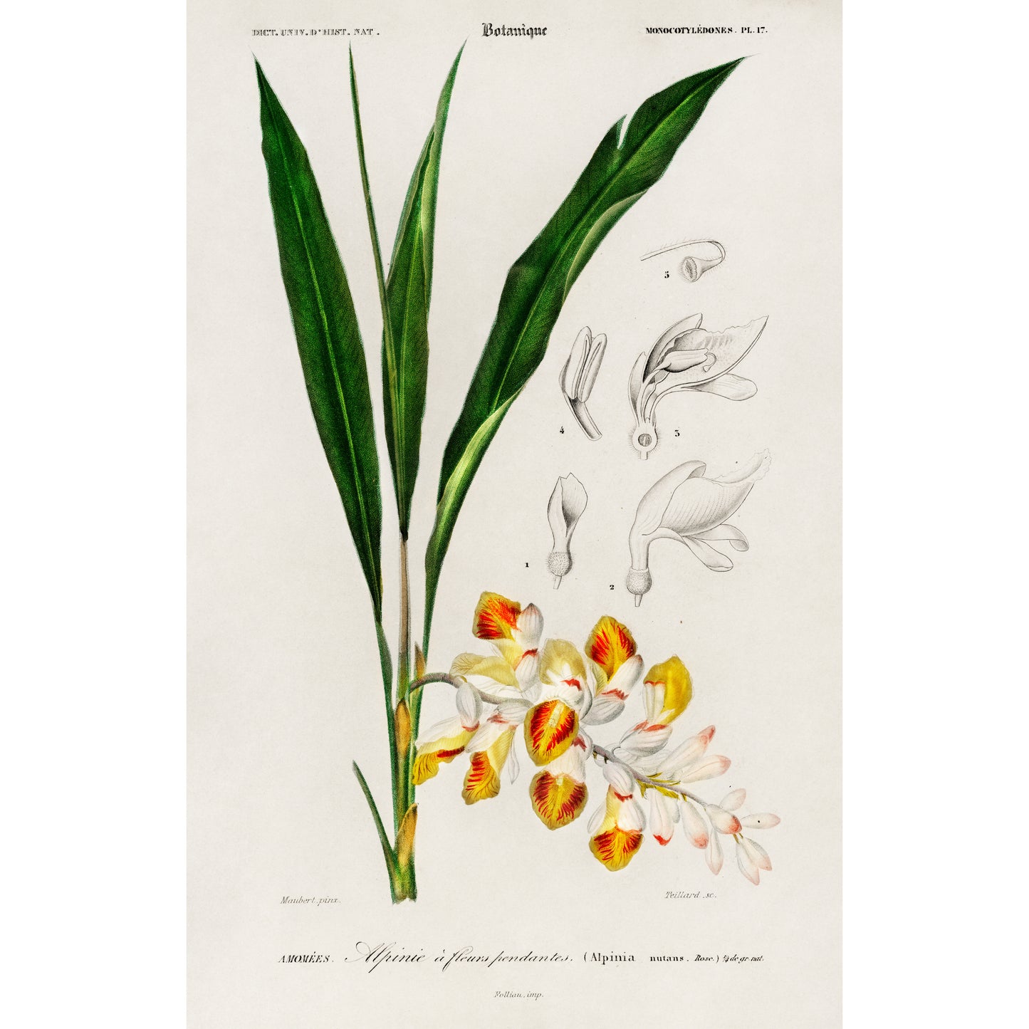 Dwarf Cardamom (Alpinia Nutans) Illustration - Giclee Art Print Poster