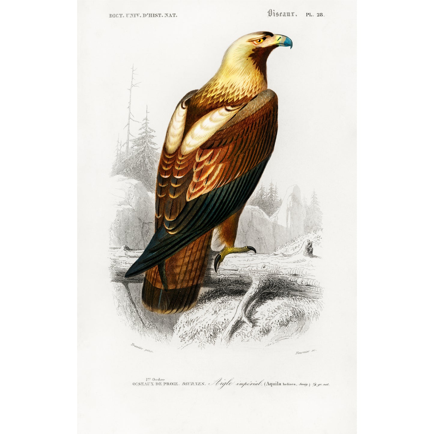 Eastern Imperial Eagle (Aquila Heliaca) Illustration - Giclee Art Print Poster