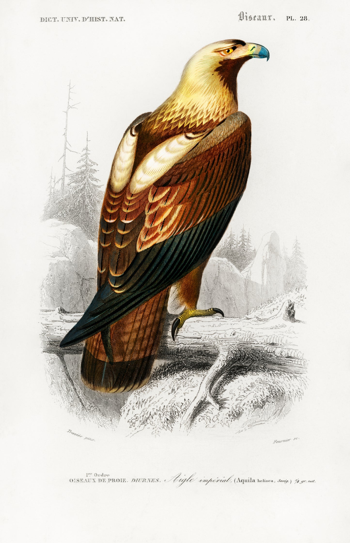 Eastern Imperial Eagle (Aquila Heliaca) Illustration - Giclee Art Print Poster