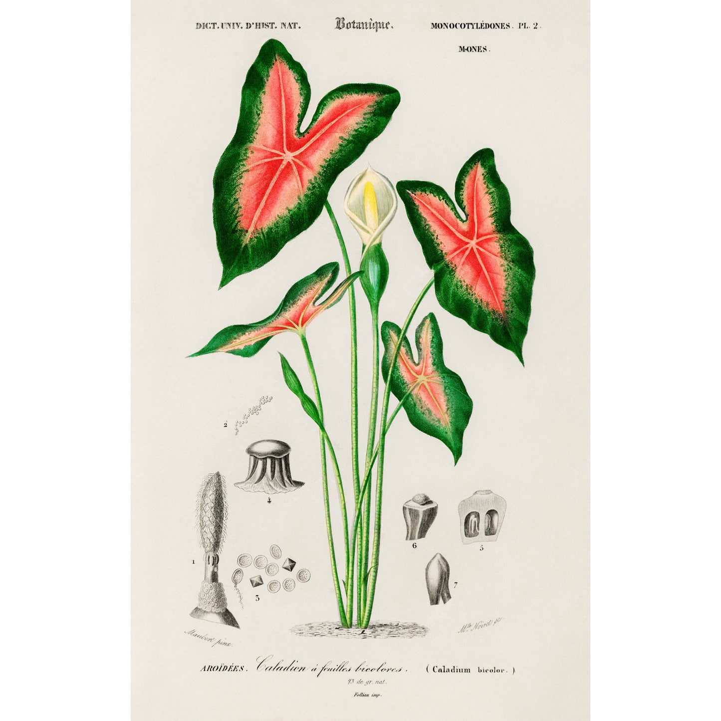 Elephant Ear (Caladium Bicolor) Illustration - Giclee Art Print Poster