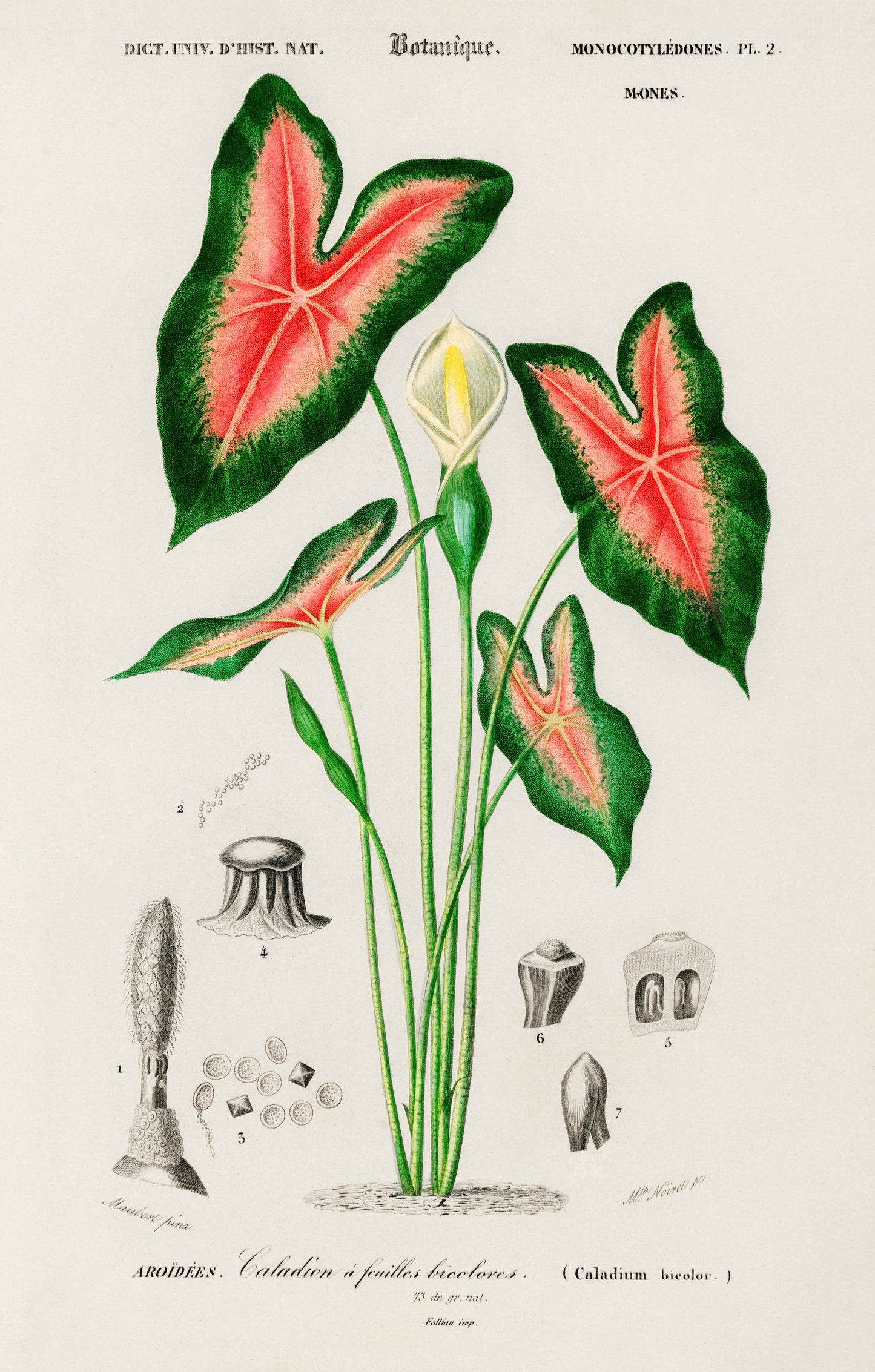 Elephant Ear (Caladium Bicolor) Illustration - Giclee Art Print Poster