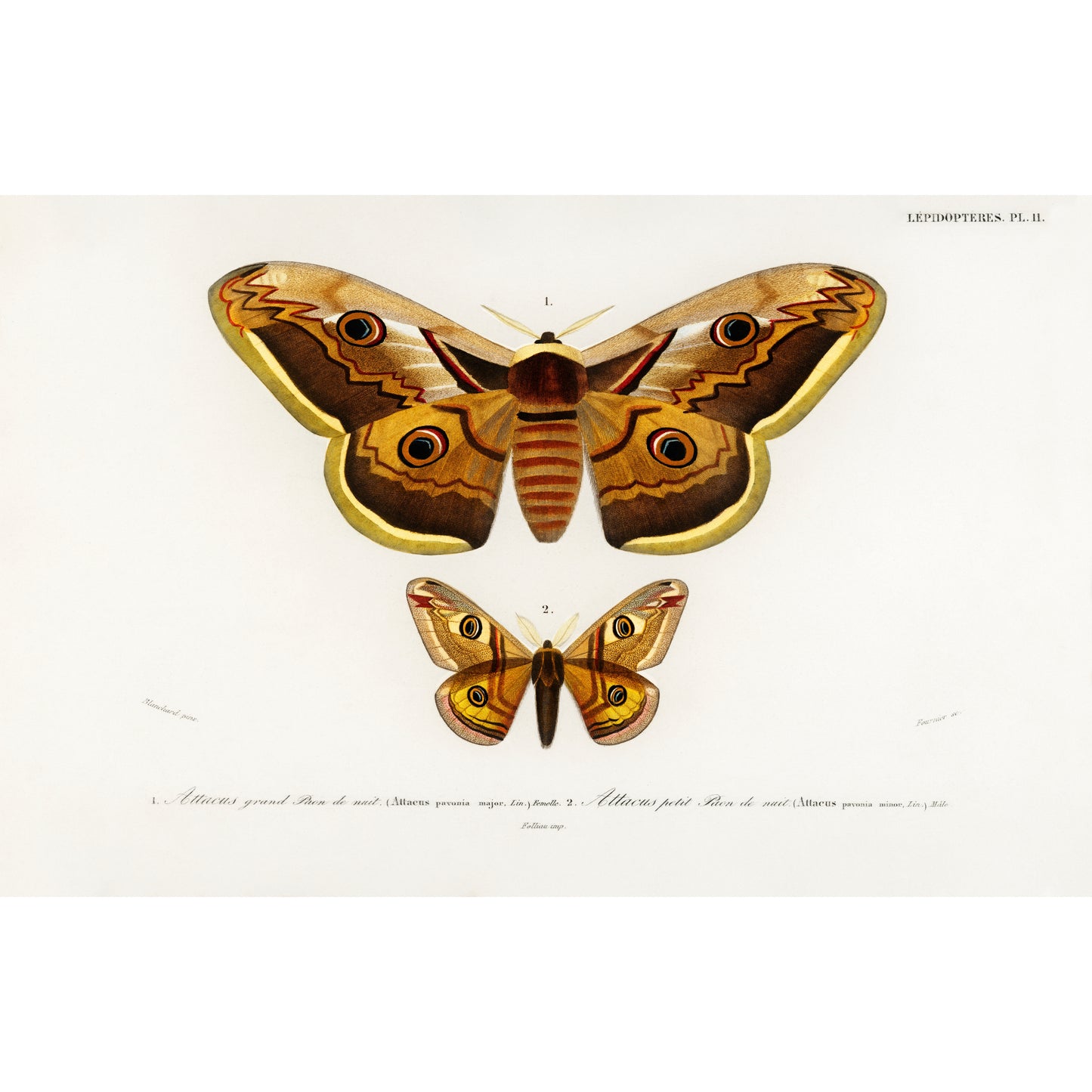 Emporor Moths Illustration - Giclee Art Print Poster