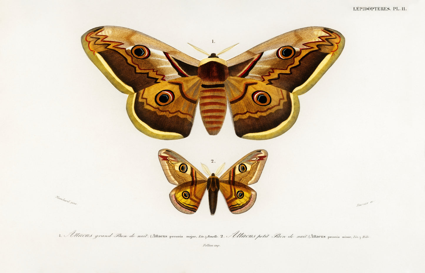 Emporor Moths Illustration - Giclee Art Print Poster