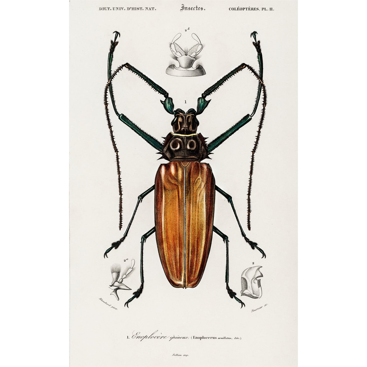 Enoplocerus Armillatus Illustration - Giclee Art Print Poster