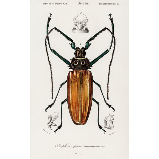 Enoplocerus Armillatus Illustration - Giclee Art Print Poster