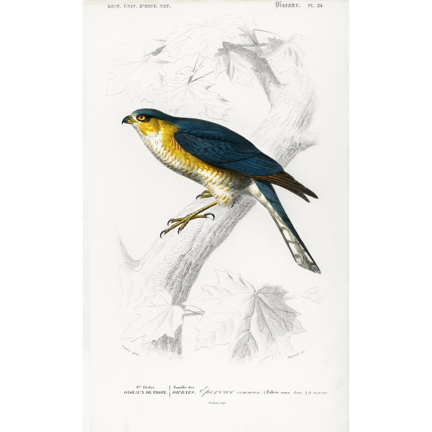 Eurasian Sparrowhawk (Accipiter Nisus) Illustration - Giclee Art Print Poster