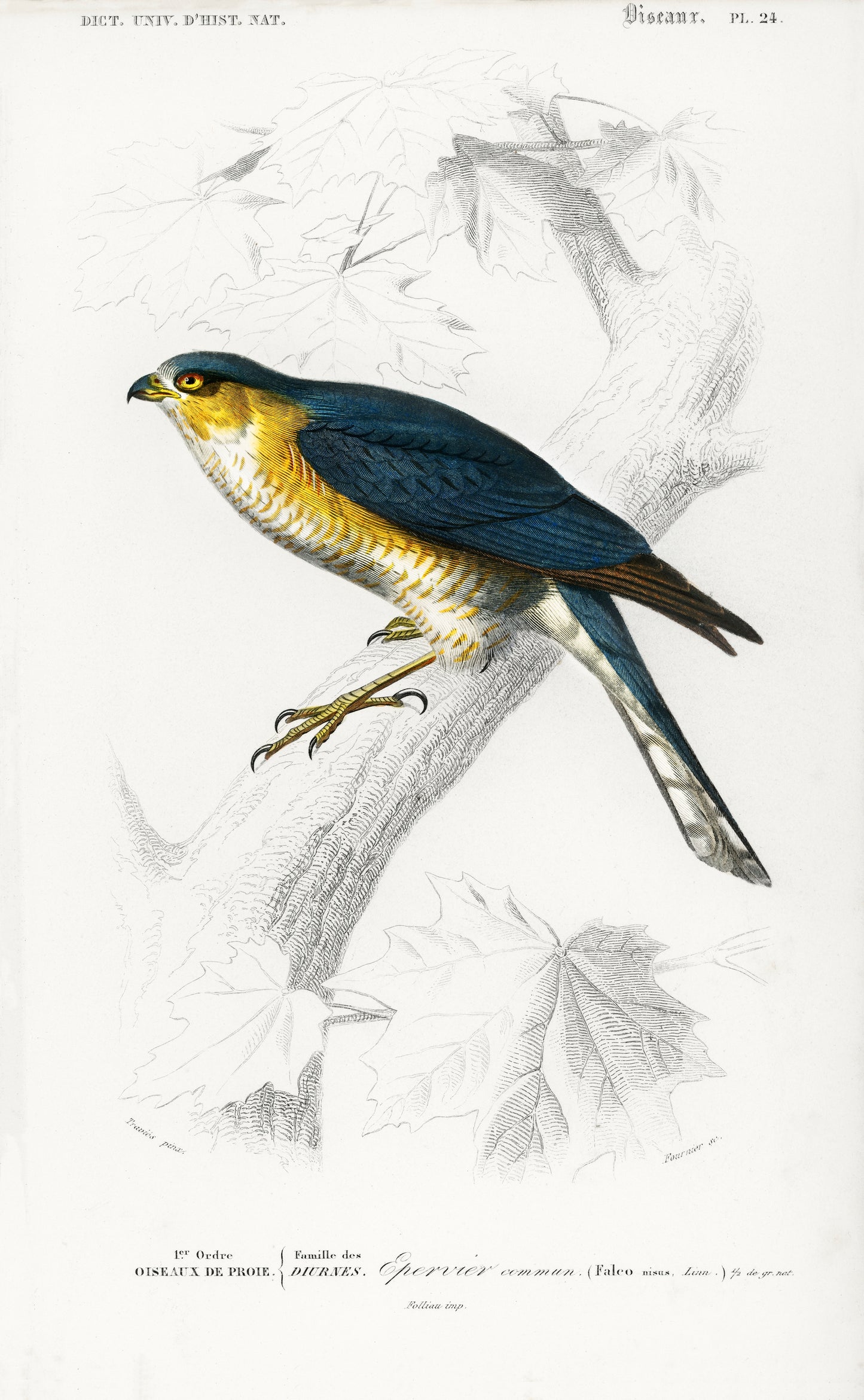 Eurasian Sparrowhawk (Accipiter Nisus) Illustration - Giclee Art Print Poster