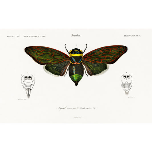 Gian Cicuda (Cicada Speciosa) Illustration - Giclee Art Print Poster