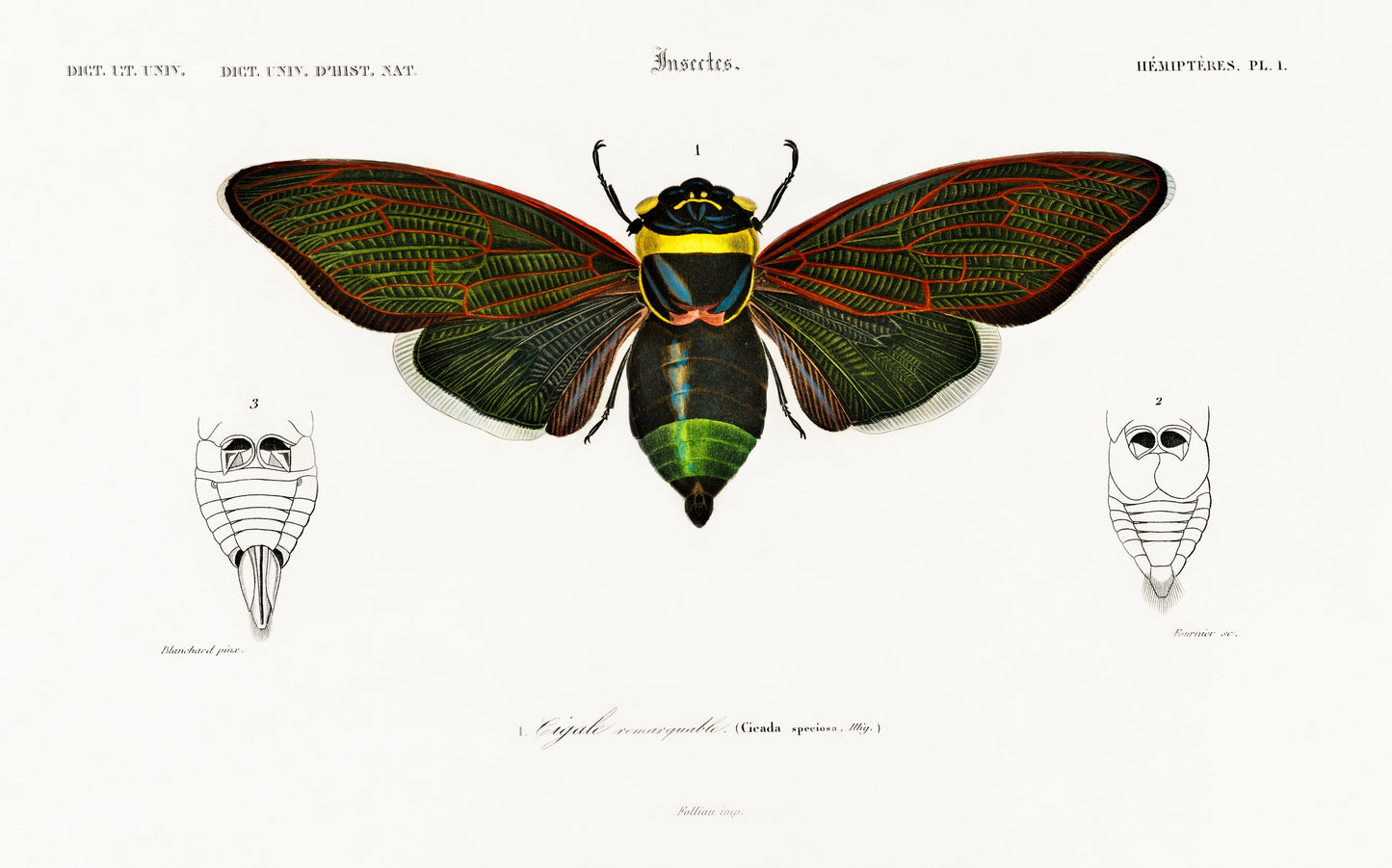 Gian Cicuda (Cicada Speciosa) Illustration - Giclee Art Print Poster