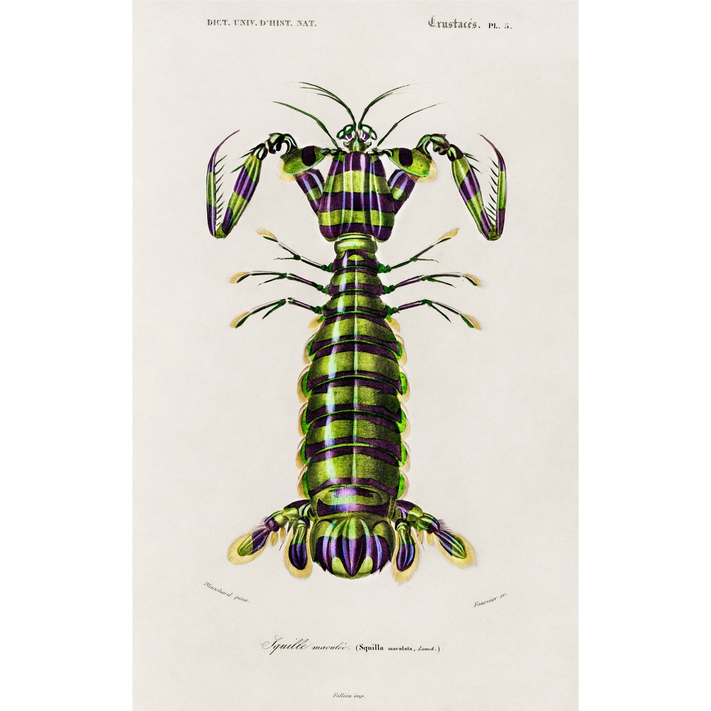 Giant Mantis Shrimp (Squilla Maculata) Illustration - Giclee Art Print Poster