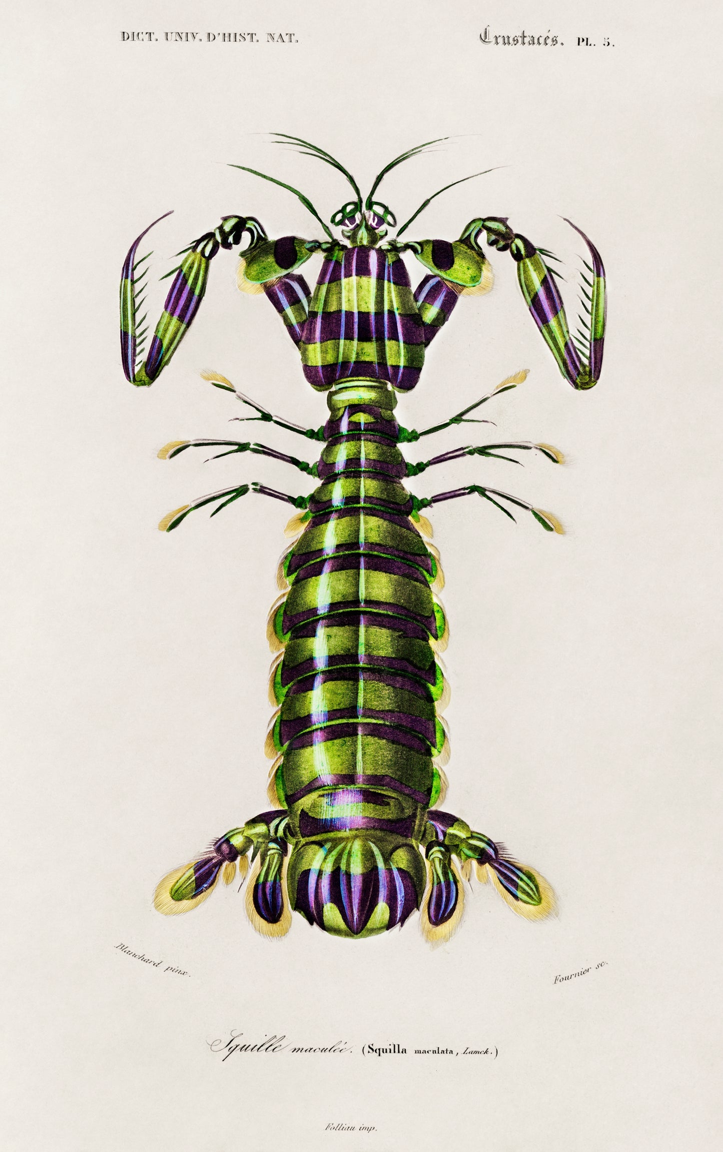 Giant Mantis Shrimp (Squilla Maculata) Illustration - Giclee Art Print Poster