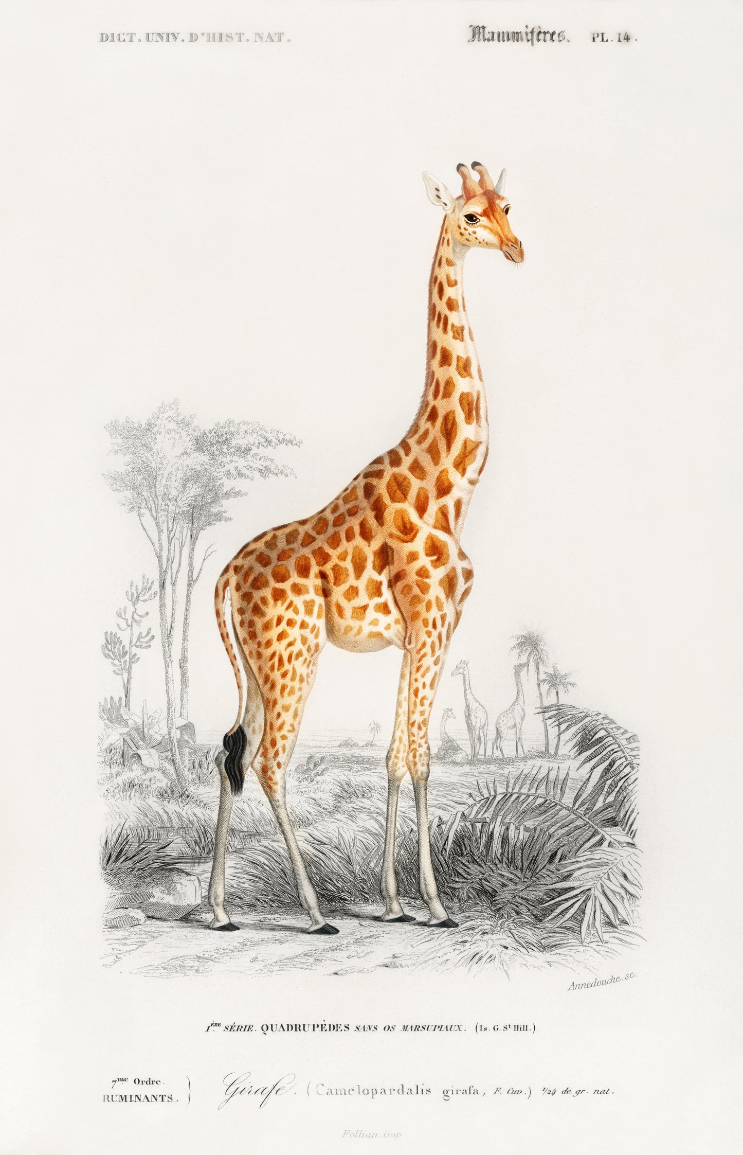 Giraffe (Giraffa Camelopardalis) Illustration - Giclee Art Print Poster