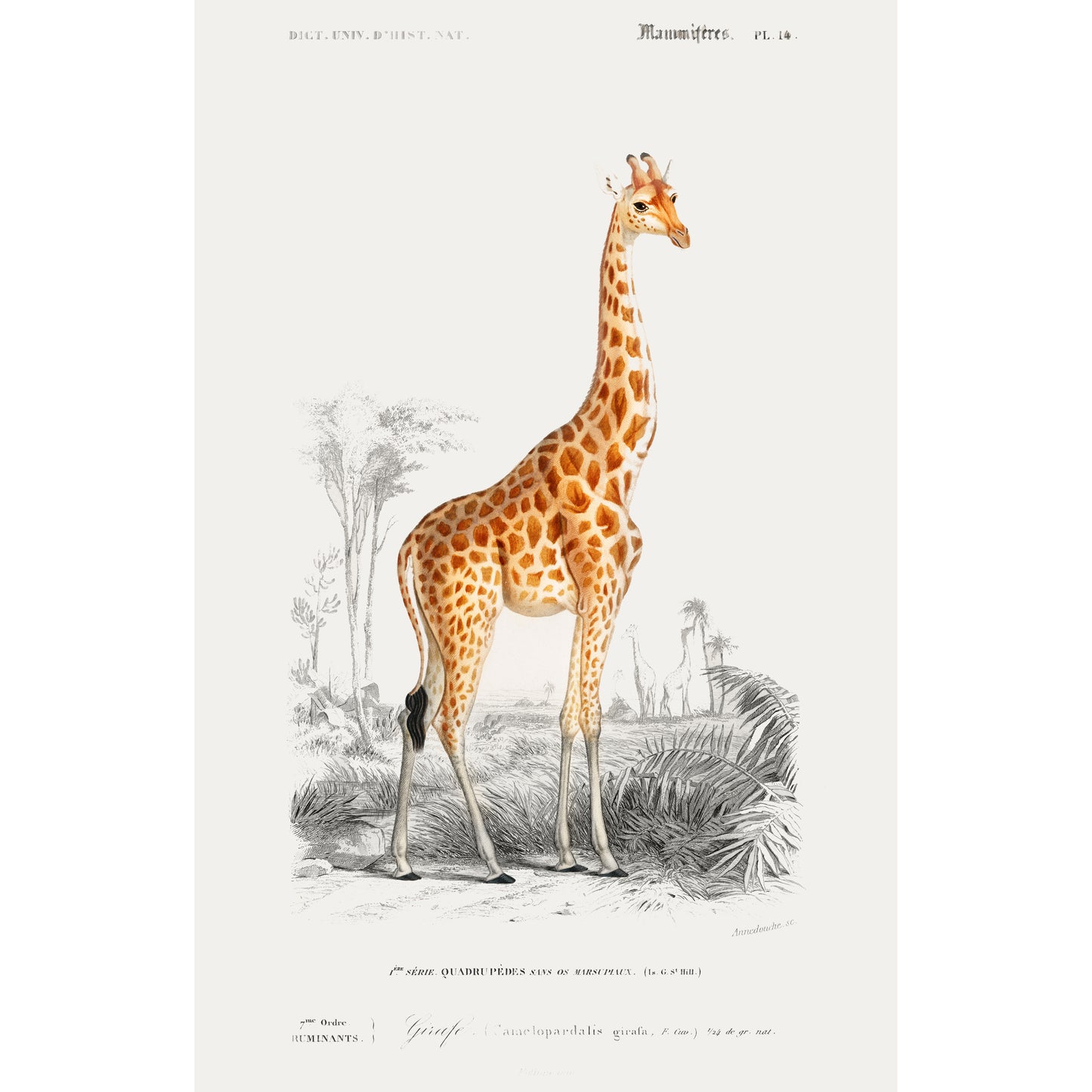 Giraffe (Giraffa Camelopardalis) Illustration - Giclee Art Print Poster