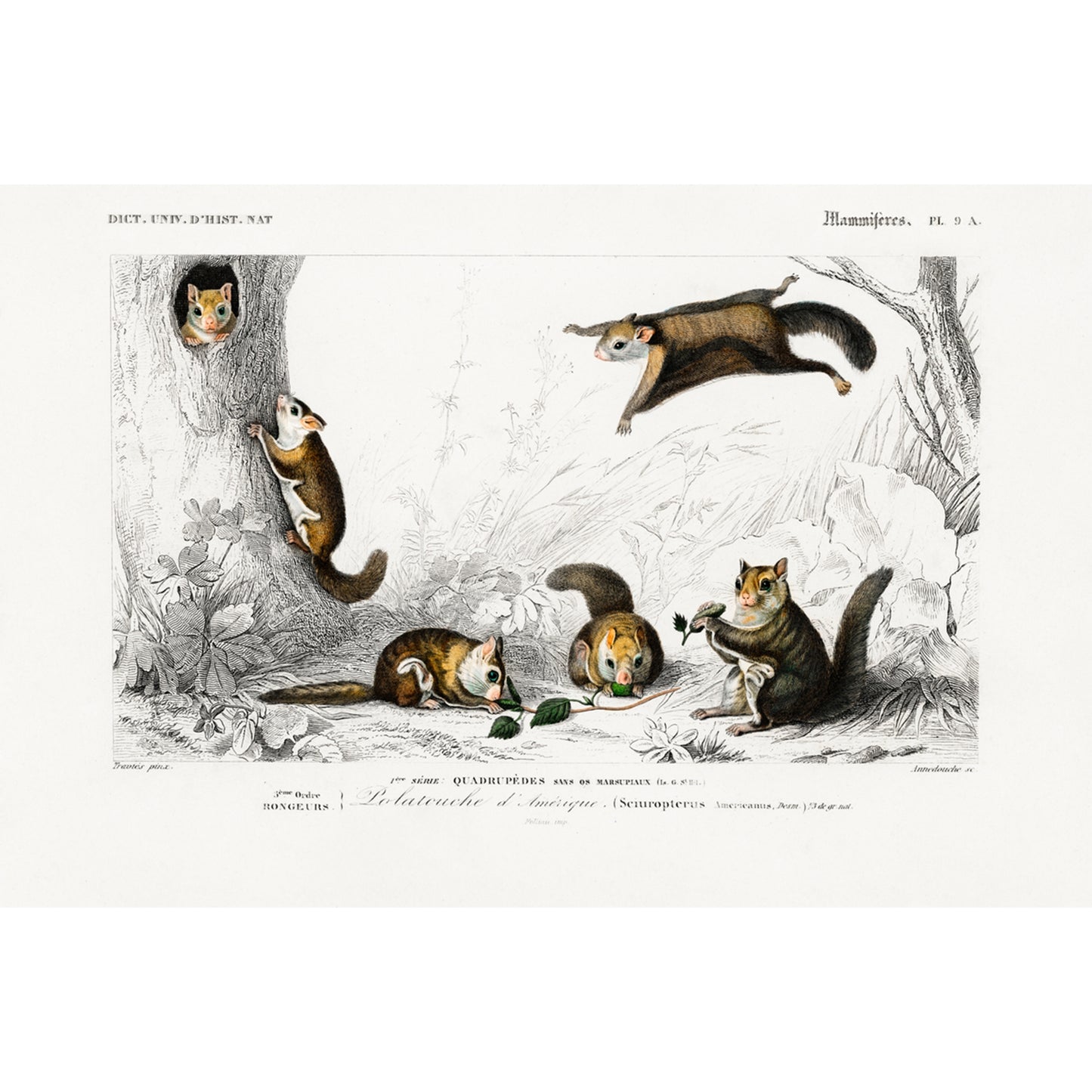 Glaucomys Sabrinus (Polatouche D Amerique) Illustration - Giclee Art Print Poster