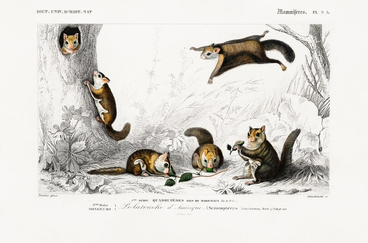 Glaucomys Sabrinus (Polatouche D Amerique) Illustration - Giclee Art Print Poster