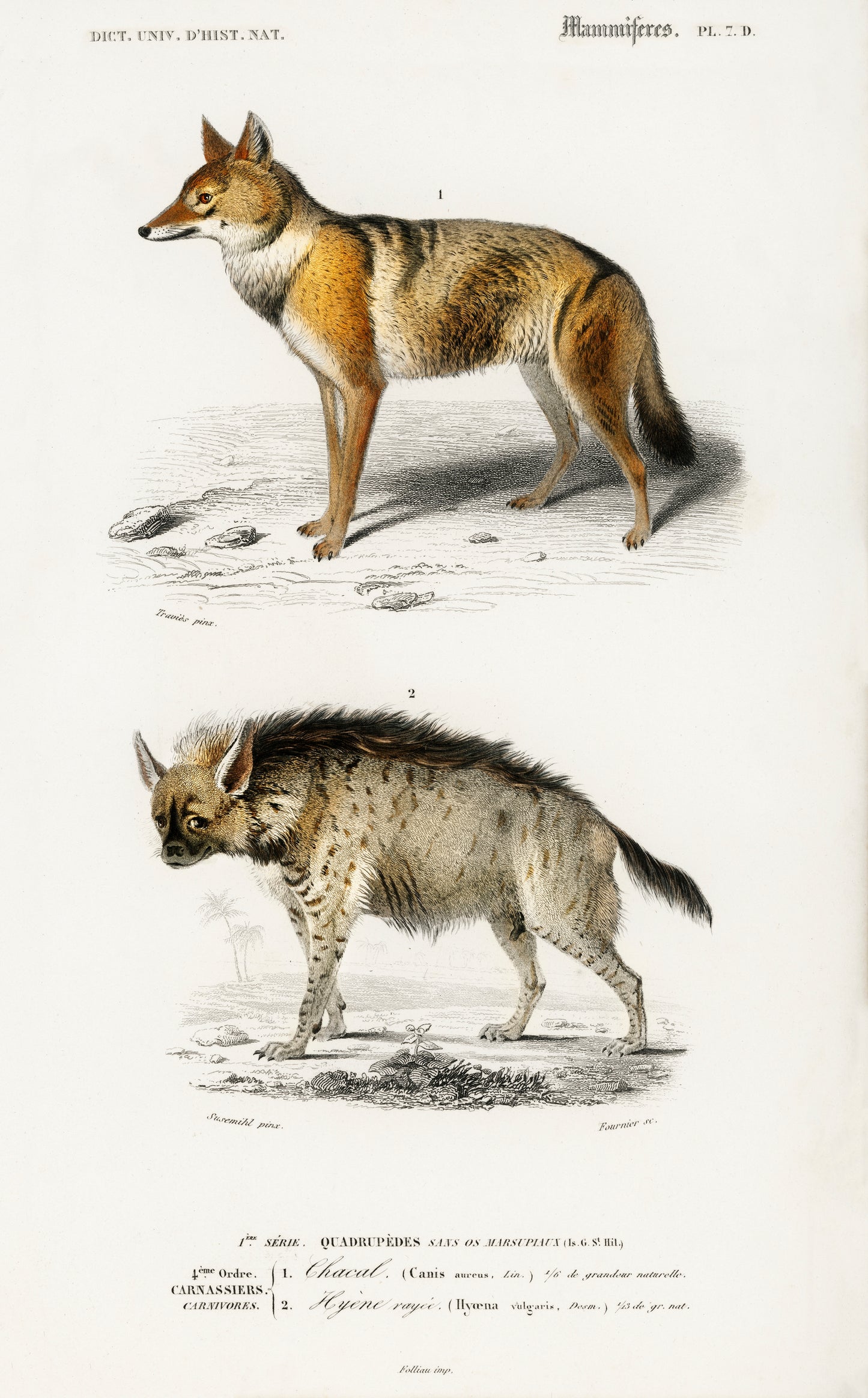 Golden Jackal (Canis Aureus) Illustration - Giclee Art Print Poster