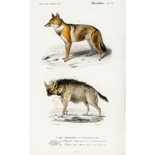 Golden Jackal (Canis Aureus) Illustration - Giclee Art Print Poster