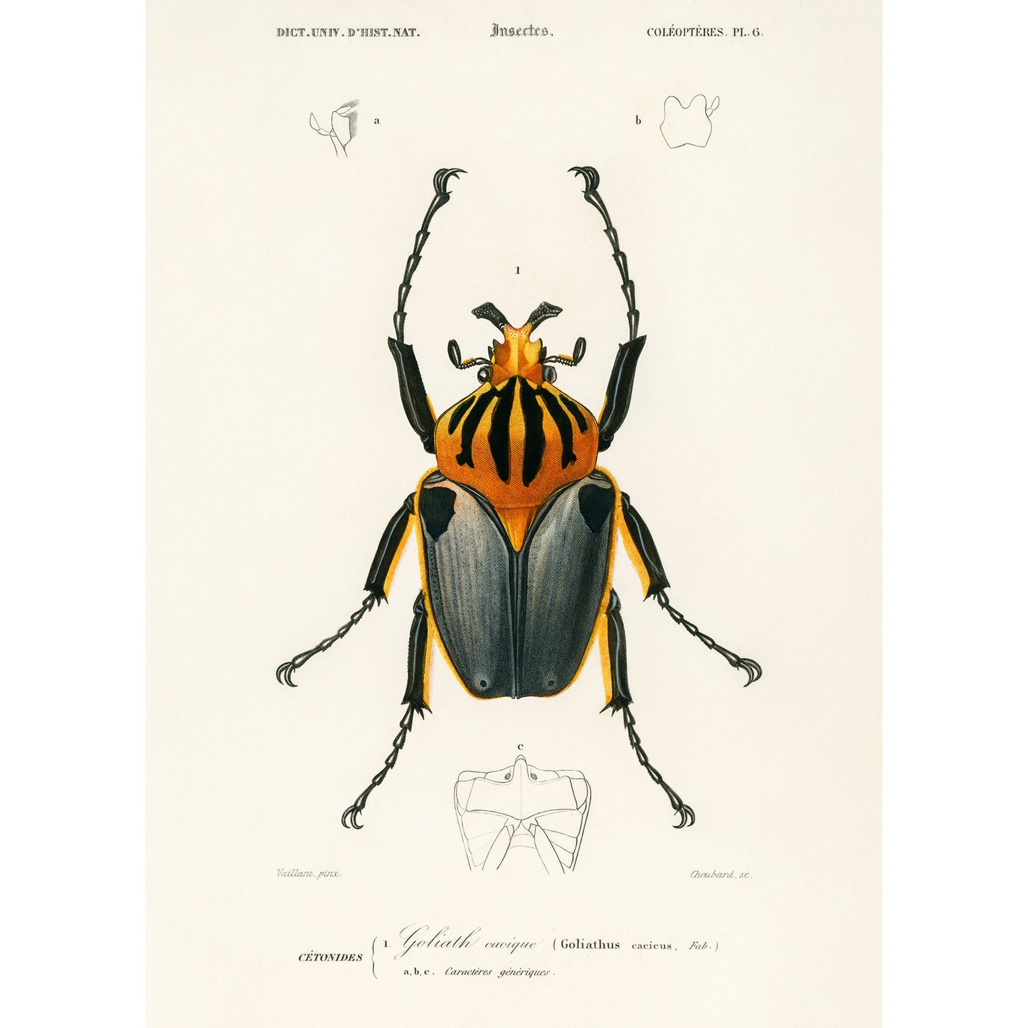 Goliathus Cacicus Illustration - Giclee Art Print Poster