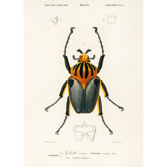 Goliathus Cacicus Illustration - Giclee Art Print Poster