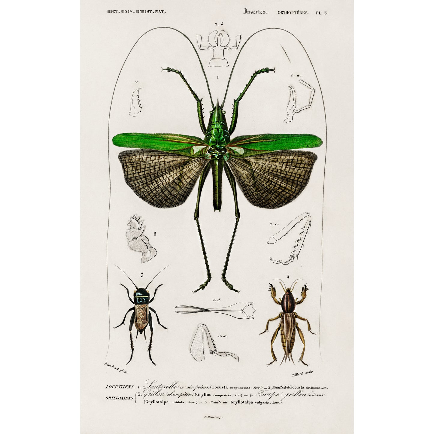 Grasshopper of Six Points (Locusta Sexpunctata) Illustration - Giclee Art Print Poster