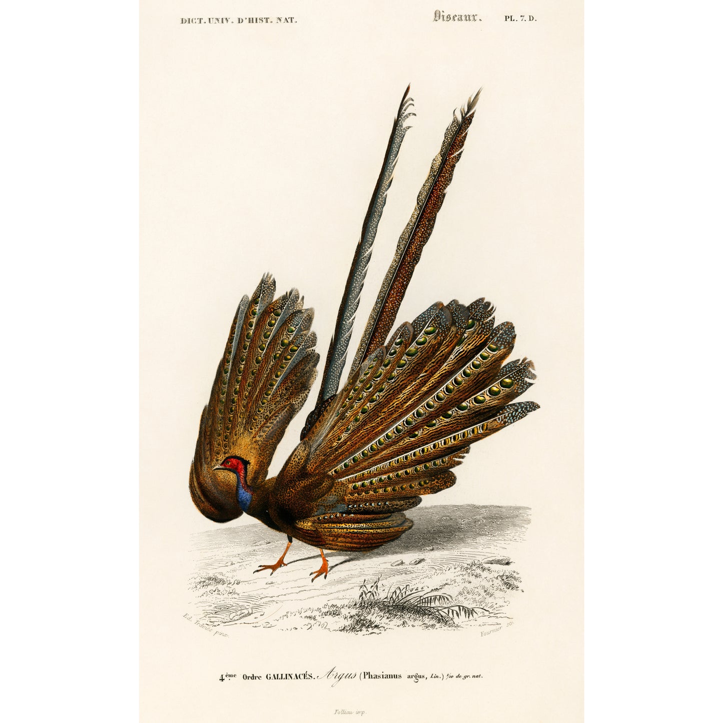 Great Argus (Phasianus Argus) Illustration - Giclee Art Print Poster