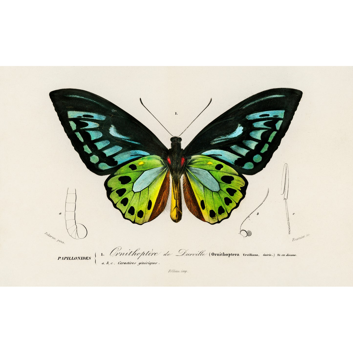 Green Birdwing (Ornithoptera Priamus) Illustration - Giclee Art Print Poster