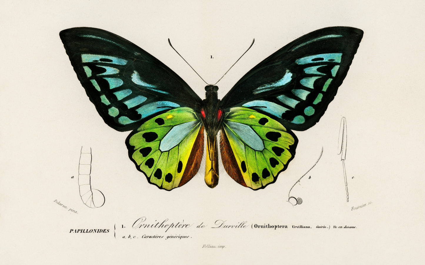 Green Birdwing (Ornithoptera Priamus) Illustration - Giclee Art Print Poster