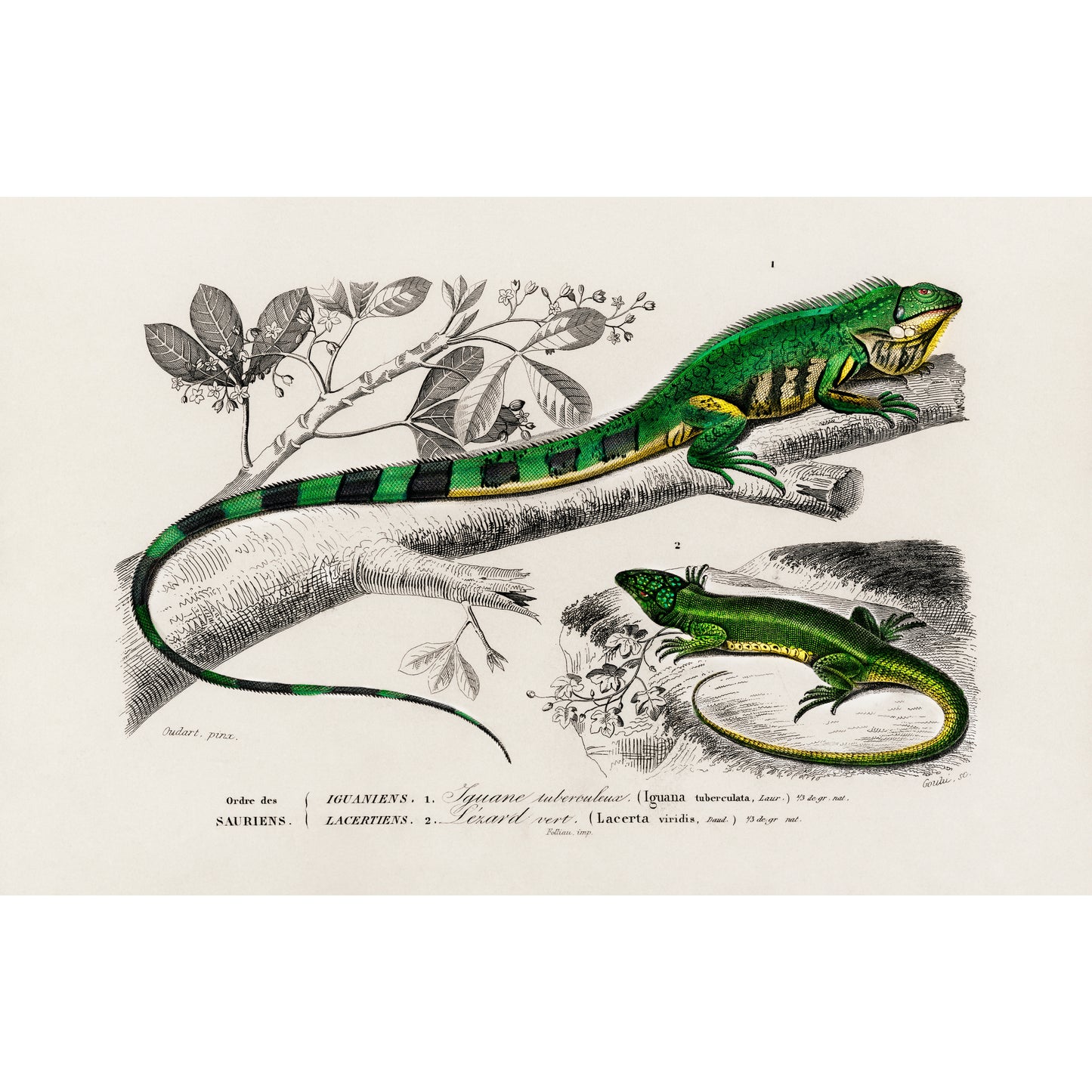 Green Lizard (Iguana) and Green Lizard (Lacerta Viridis) Illustration - Giclee Art Print Poster