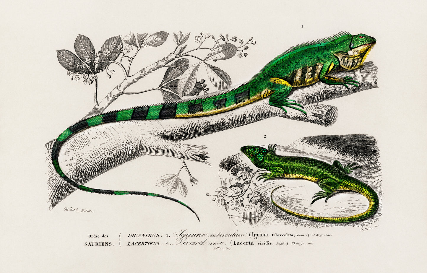 Green Lizard (Iguana) and Green Lizard (Lacerta Viridis) Illustration - Giclee Art Print Poster