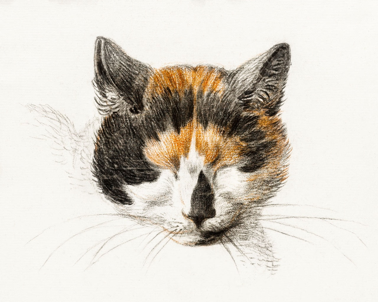 Head of A Calico Cat with Closed Eyes