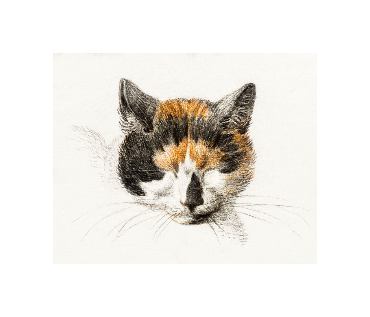 Head of A Calico Cat with Closed Eyes