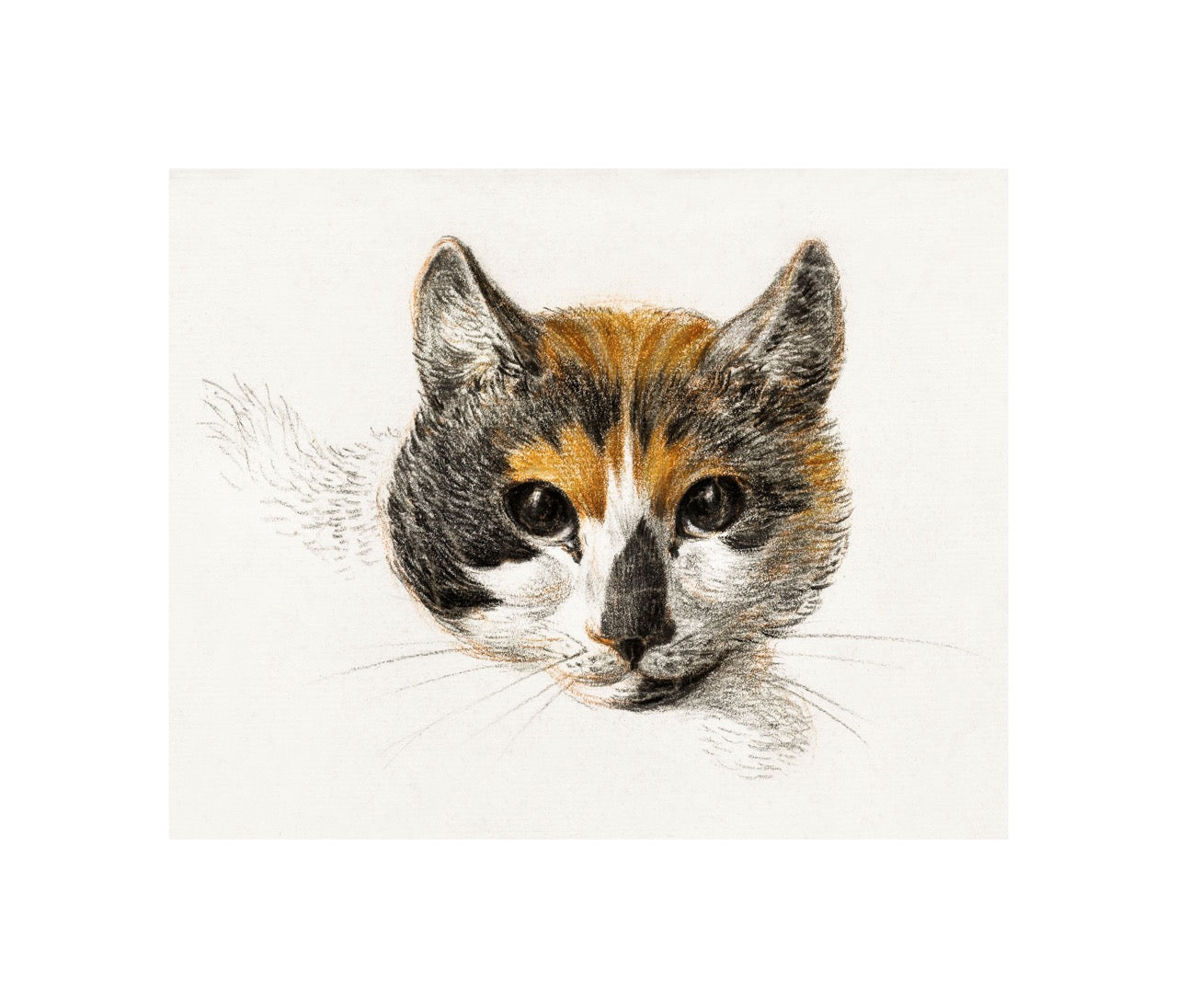 Head of A Calico Cat with Open Eyes