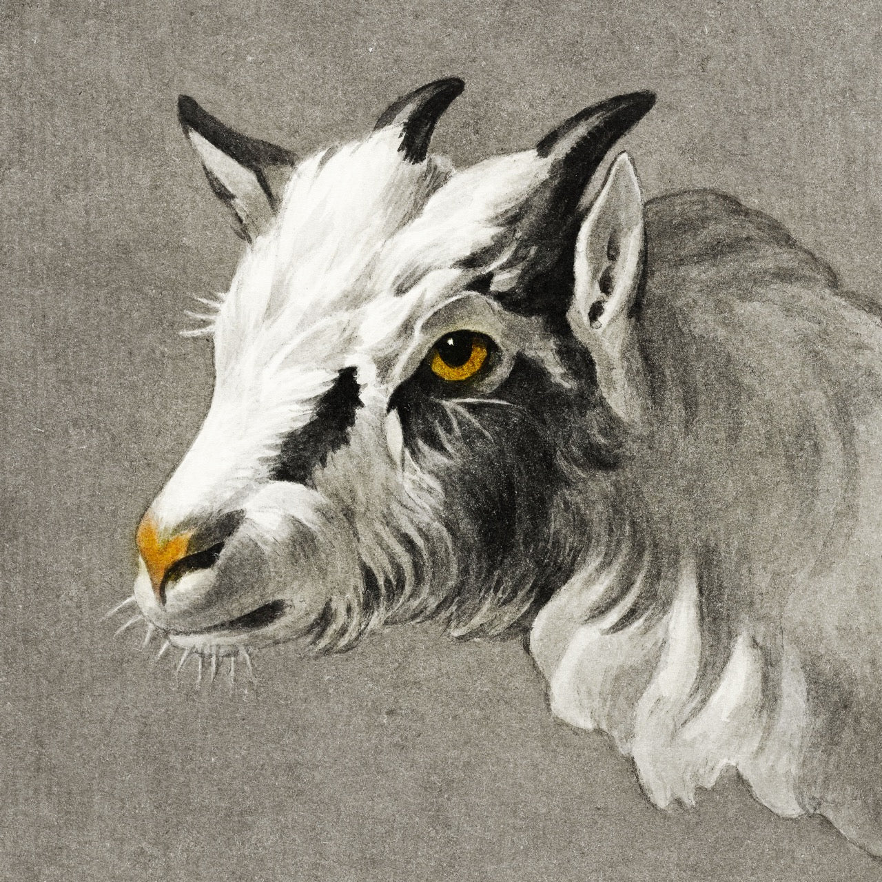 Head of A Goat