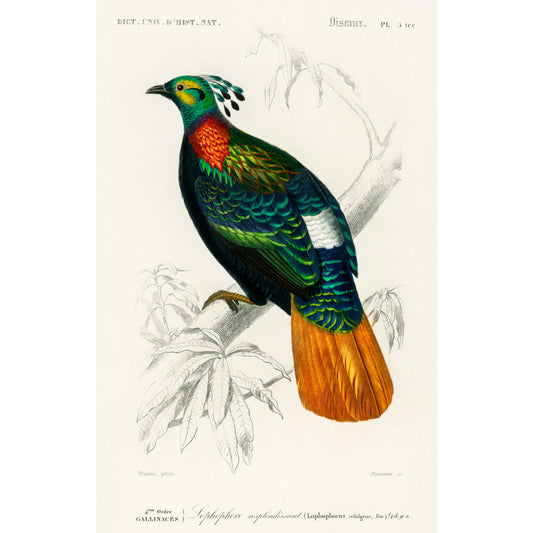 Himalayan Monal (Lophophorus Refulgens) Illustration - Giclee Art Print Poster