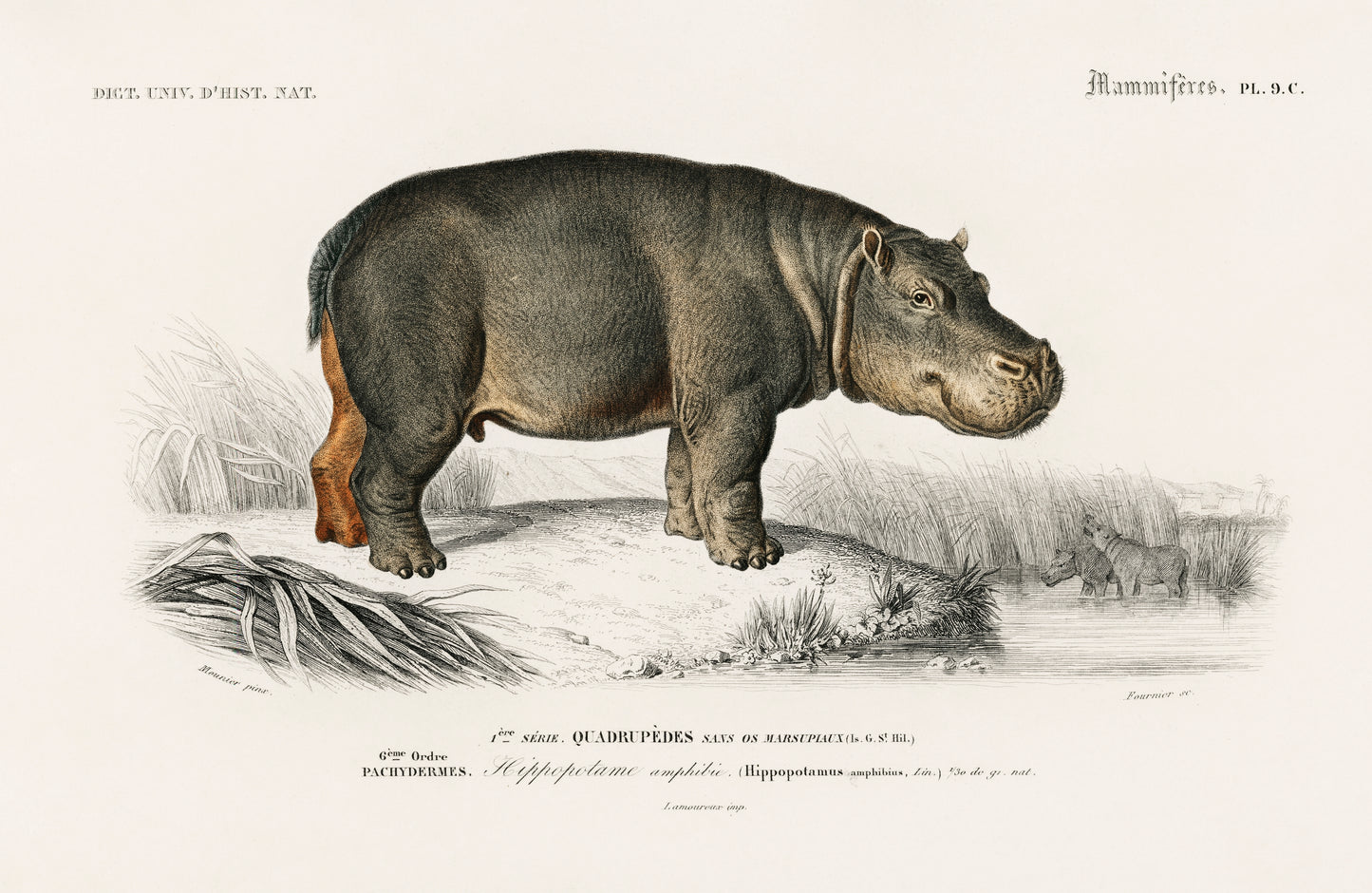 Hippopotamus (Hippopotame Amphibie) Illustration - Giclee Art Print Poster