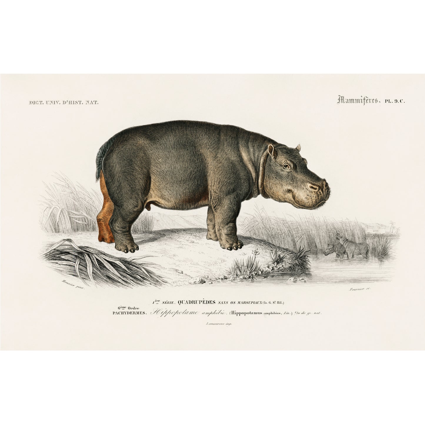 Hippopotamus (Hippopotame Amphibie) Illustration - Giclee Art Print Poster