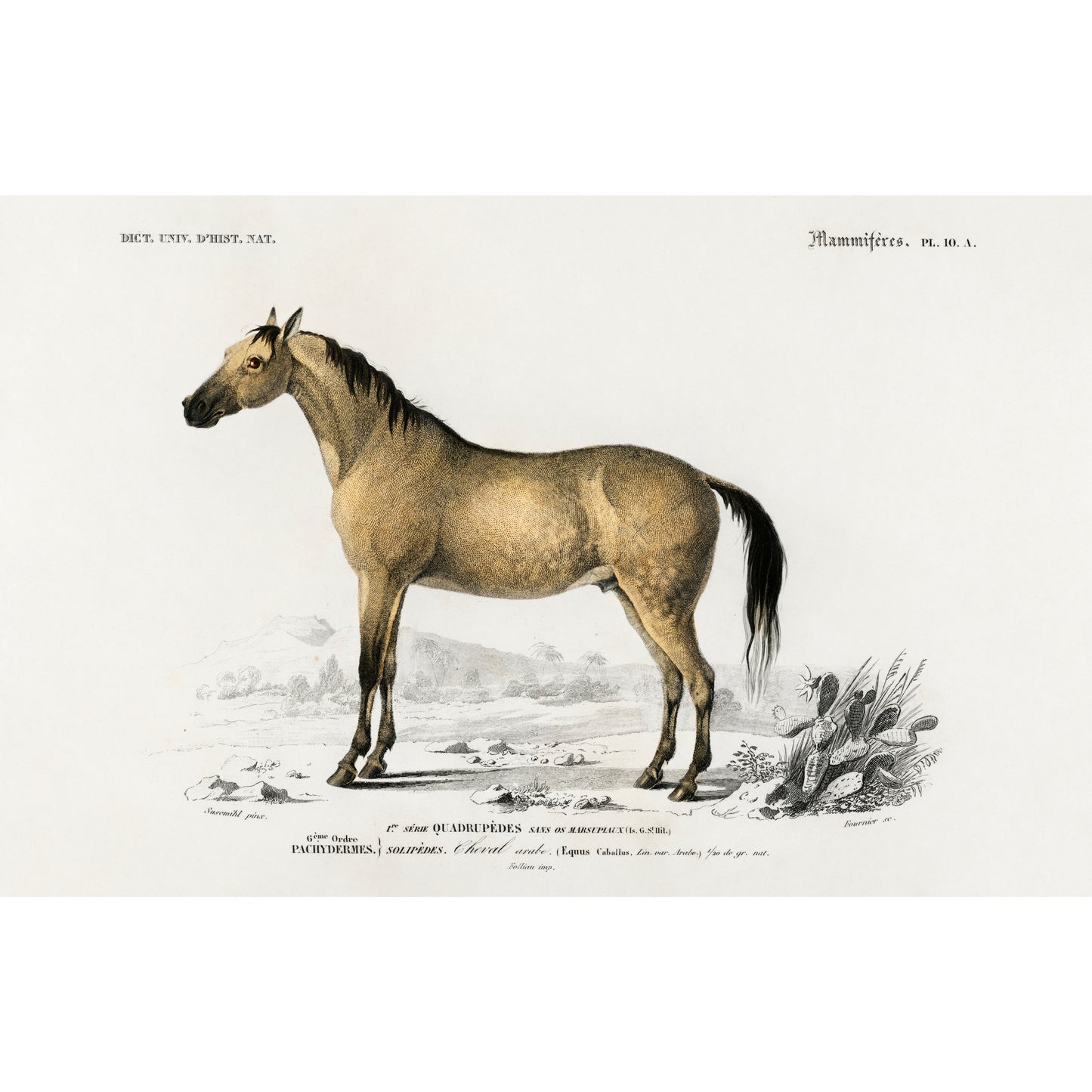 Horse (Equus Ferus Caballus) Illustration - Giclee Art Print Poster