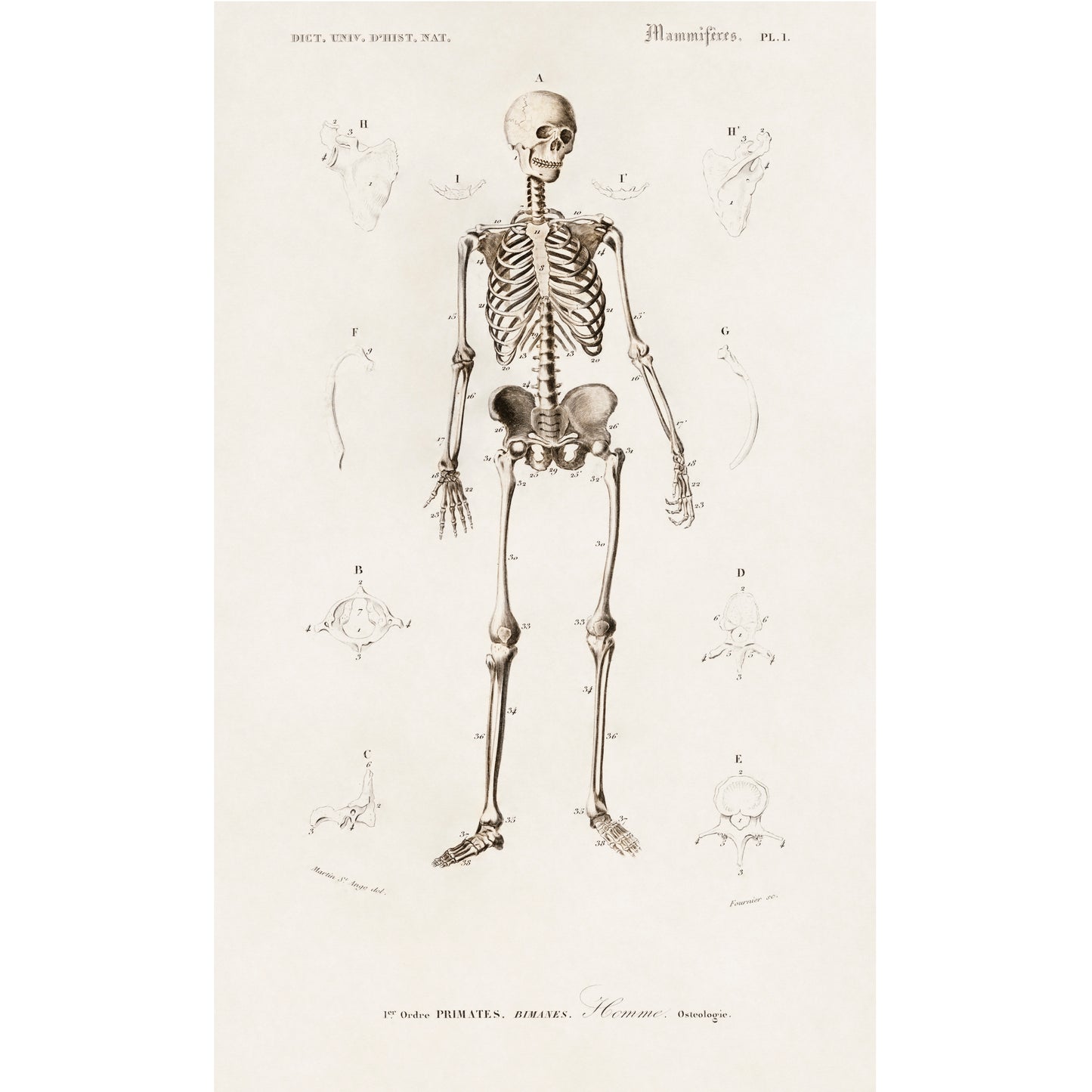 Human Skeleton Illustration - Giclee Art Print Poster